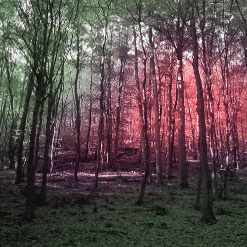 promenons-nous_dans_les_bois_etranges.gif