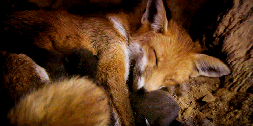 renard endormi sommeil grasse matinée dormir encore un peu