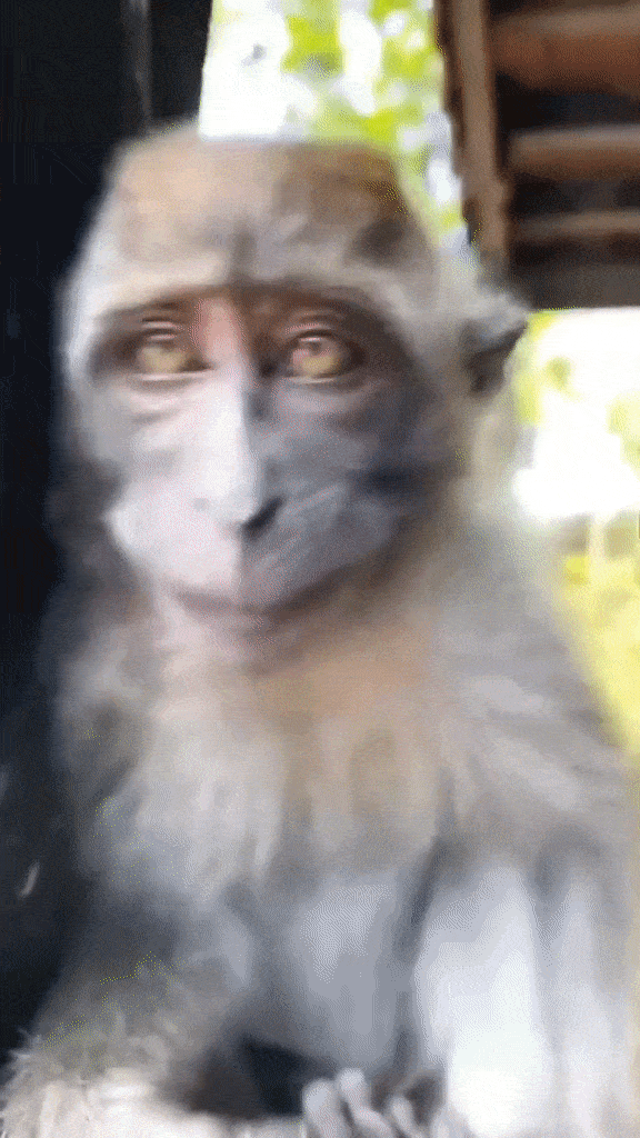 singe au début j'ai cru que la vie était une fête 2.gif, avr. 2023