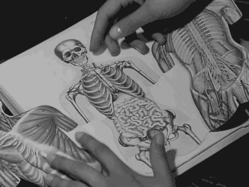 squelette anatomie.gif, mar. 2020