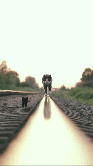 train_chat_sur_un_rail.gif