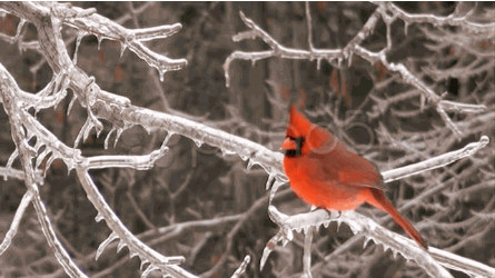 un oiseau sur une branche glace.gif, janv. 2021