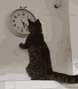 5H34 chat le maître des horloges