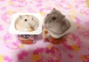 yaourt rongeurs souris alimentation la lutte pour la nourriture