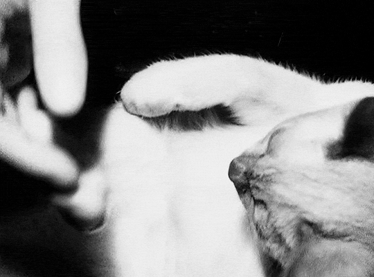 A Girl’s Own Story (1984) dir. Jane Campion chat les caresses du dos de la main