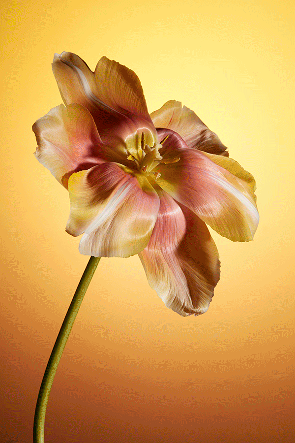 Akatre sunset flower lever de fleurs