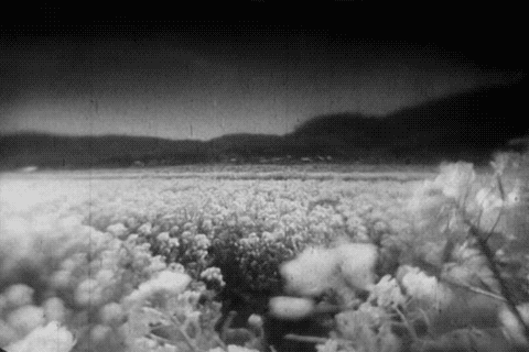Maria No Oyuki Oyuki the Virgin (Kenji Mizoguchi, 1935) champs de fleurs et frémissements de vierges