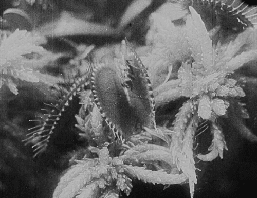 Nosferatu A Symohony of Horror (1922) Friedrich Wilhelm Murnau la plante carnivore et l'araignée écoute comme mon coeur bat
