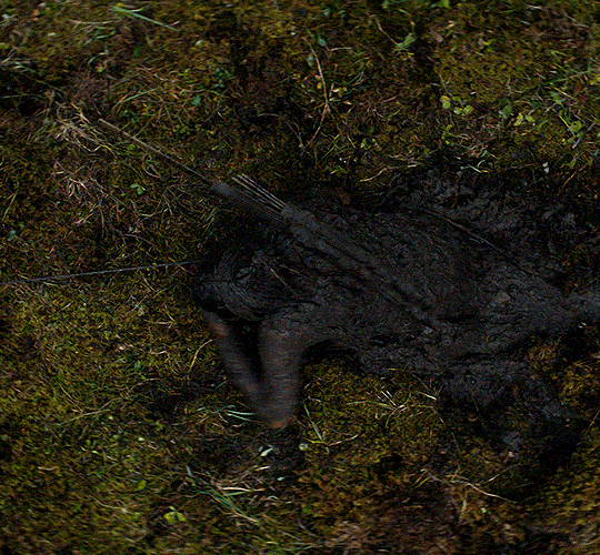 PREY (2022) dir. Dan Trachtenberg les créatures qui rampent