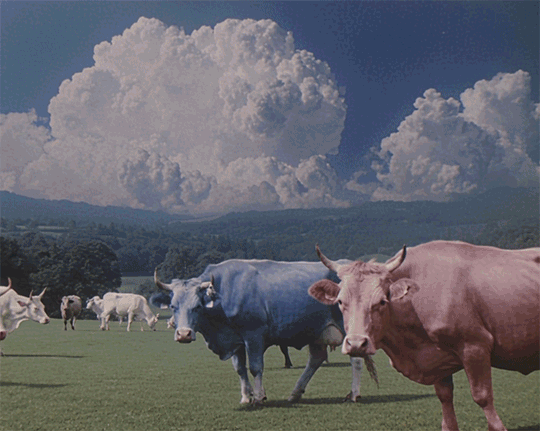 bleu blanc rouge les vaches tricolores
