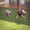 Adrien_Brody_chien.png