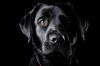 Dan_Beckford_chien.jpg