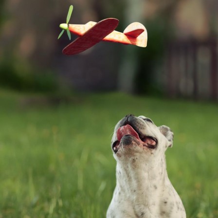 Dariusz_Klimczak_chien_avion.jpg