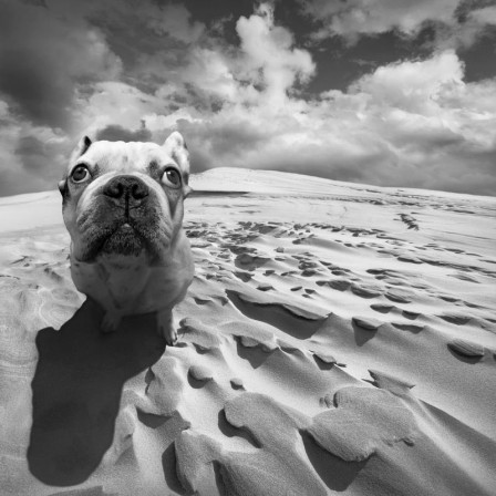 Dariusz_Klimczak_chien_desert.jpg