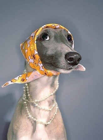 Darren_Cheshire_chien_bourgeoise_luxe_bijoux.jpg