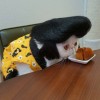 Elvis_Presley_chat.jpg