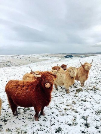 Highland Cattle Malham Yorkshire Dales England cheveux balayage parce qu'on le veau bien.jpg