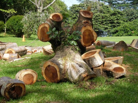 Joel Abroad Earpod stump Ho'omaluhia Botanical Garden Kaneohe tronçonneuse.jpg