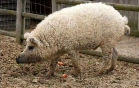 Mangalitsa pig balance ton mouton.jpg