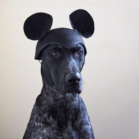 Marcello_Ray_Sorbo_chien_mickey.jpg