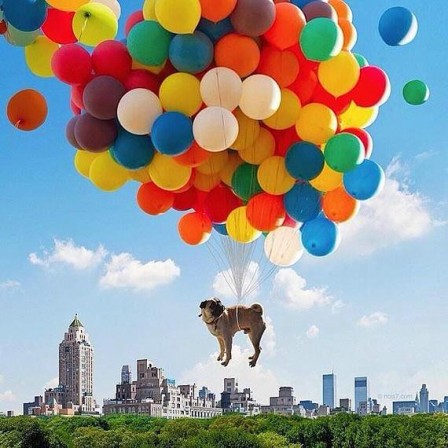 Mikhail_Gainsbourgovich_Birkin_chien_ballon.jpg