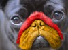 Pe_Ju_chien_peinture.jpg