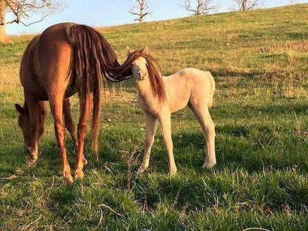 Poulain les cheveux longs.jpg