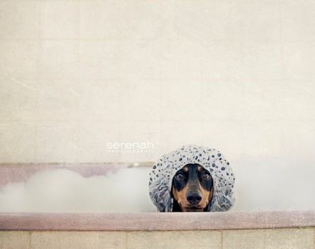 Serenah_Photography_toilette_bain_chien.jpg