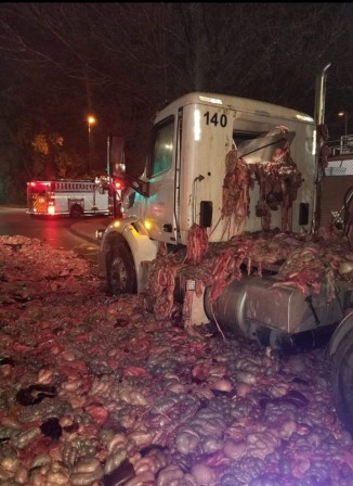 Truck carrying pig entrails crashes on Henri Bourassa Boulevard in the Montreal borough of Rivière-des-Prairies porc cochon viande.jpg