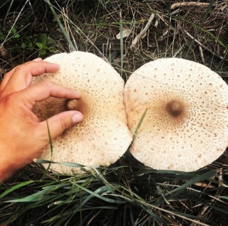 Un agaric est un type de fructification du champignon caractérisé par la présence d'un pileus clairement différencié du stipe.jpg