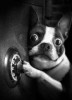 Visual_Art_chien_cambrioleur.jpg