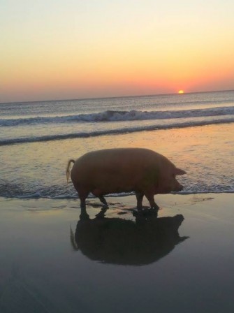 Will_Amato_cochon_plage_coucher_de_soleil.jpg