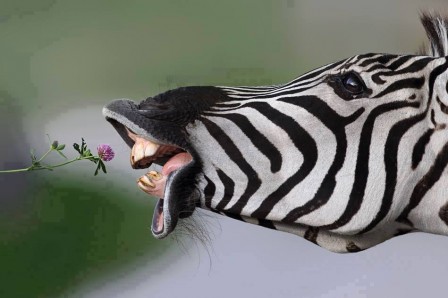 Zebre_fleur_bon_appetit.jpg