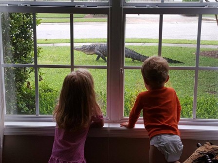 alligator_les_enfants_allez_jouer_dehors.jpg