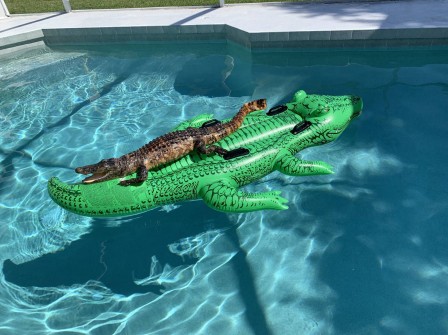 alligator piscine.jpg