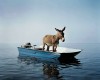 ane_barque_liquide_interlude.jpg, juin 2014