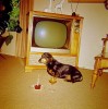 anniversaire_de_chien.jpg