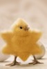 anniversaire poussin a star is born.jpg, sept. 2019