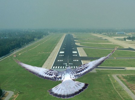 avion colombe demande autorisation d'atterir.jpg