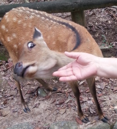 bambi_a_peur_des_caresses.jpg