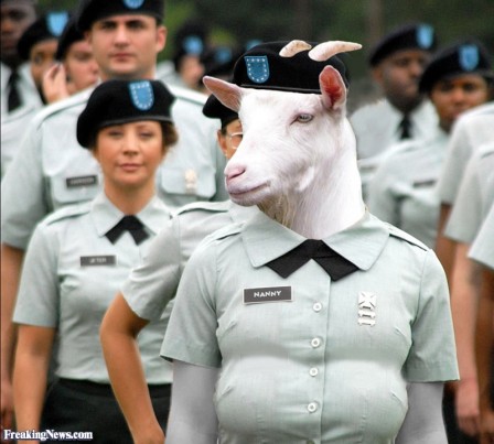 brebis_soldat_militaire_defile.jpg