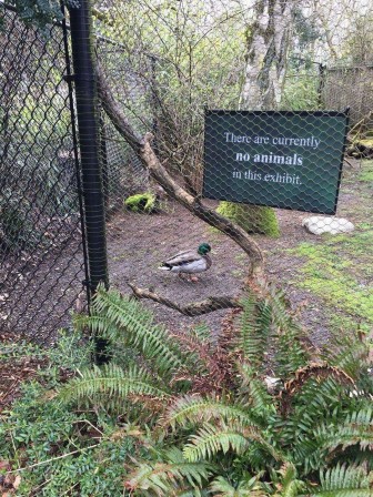 canard j'étais devenu invisible.jpg