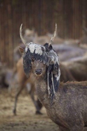 cerf_oiseau_mort_Franny_Seymour.jpg