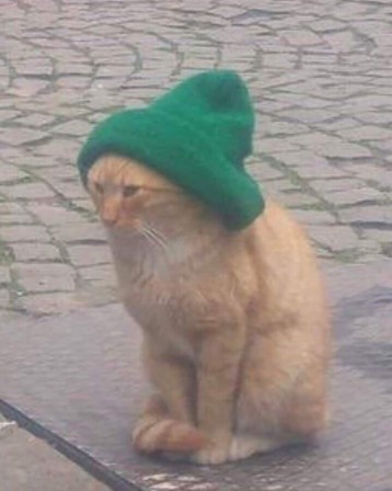 chat bonnet vert.jpg, déc. 2019