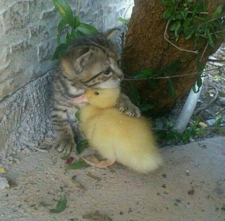 chat et canard mignon.jpg