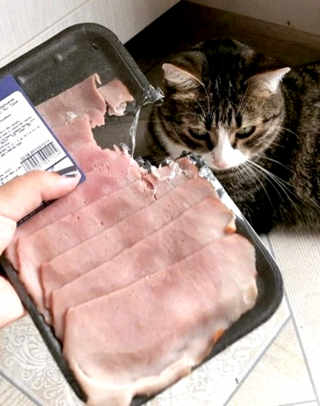 chat ne me prends pas pour un jambon.png