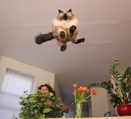 chat_saut_bonjour.jpg