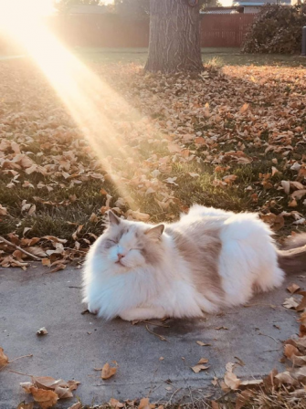 chat soleil d'automne.png