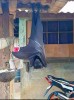 chauve souris géante.jpg