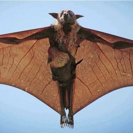 chauve souris mère.jpg